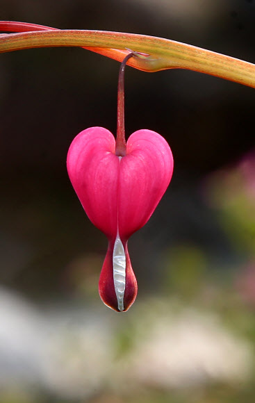 봄 햇볕 머금은 금낭화