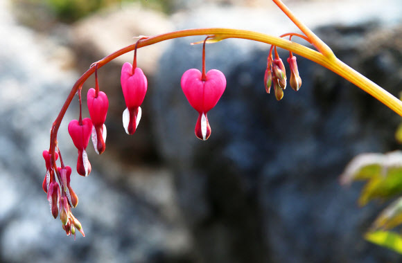 ’봄볕 머금고’