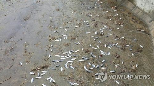 횡성 매일저수지 물고기 ‘의문의 떼죽음’ 연합뉴스