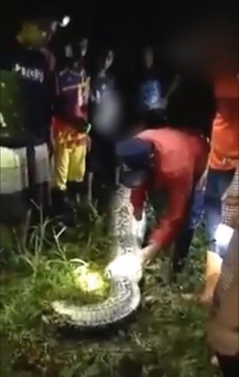지난 27일 밤 인도네시아 서부 술라웨시주(州) 마무주 지역 살루비로 마을의 한 팜오일 농장에서 경찰과 주민들이 실종된 주민 아크바르(25)를 삼킨 비단구렁이의 배를 가르고 있다. [현지방송 영상 캡쳐]연합뉴스