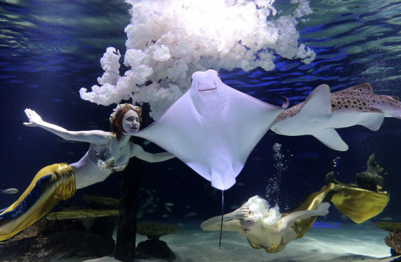 인어들의 벚꽃놀이 선보이는 아쿠아플라넷63