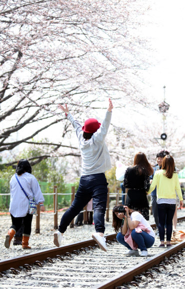 진해 벚꽃 만세