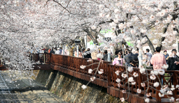 3월 30일 진해 벚꽃 활짝