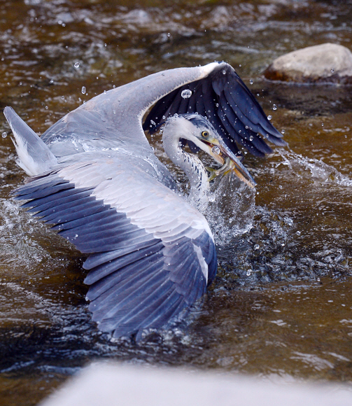 낮기온이 19도까지 올라가 완연한 봄날씨를 보인 3일 서울 청계천에서 왜가리가 물고기를 잡고 있다. 정연호 기자 tpgod@seoul.co.kr