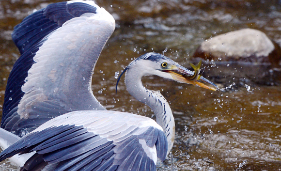 낮기온이 19도까지 올라가 완연한 봄날씨를 보인 3일 서울 청계천에서 왜가리가 물고기를 잡고 있다. 정연호 기자 tpgod@seoul.co.kr