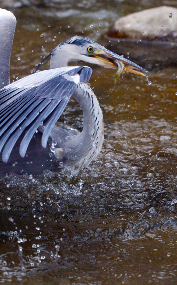 낮기온이 19도까지 올라가 완연한 봄날씨를 보인 3일 서울 청계천에서 왜가리가 물고기를 잡고 있다. 정연호 기자 tpgod@seoul.co.kr
