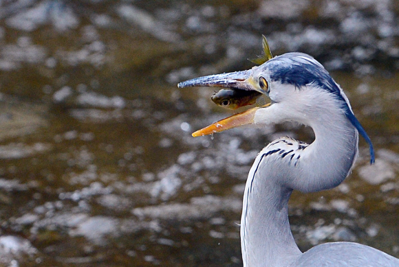 낮기온이 19도까지 올라가 완연한 봄날씨를 보인 3일 서울 청계천에서 왜가리가 물고기를 잡고 있다. 정연호 기자 tpgod@seoul.co.kr