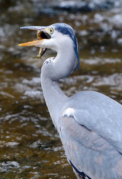 낮기온이 19도까지 올라가 완연한 봄날씨를 보인 3일 서울 청계천에서 왜가리가 물고기를 잡고 있다. 정연호 기자 tpgod@seoul.co.kr