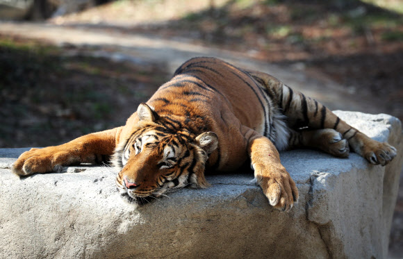 나른한 동물원의 봄