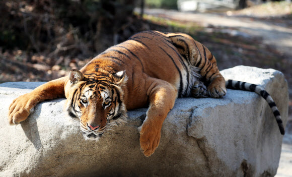 나른한 동물원의 봄