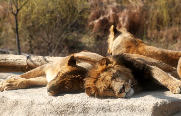 나른한 동물원의 봄