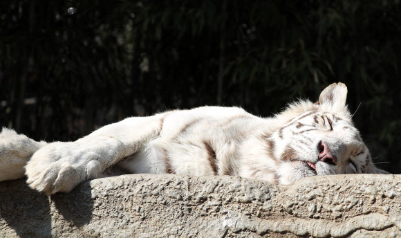 백호의 낮잠
