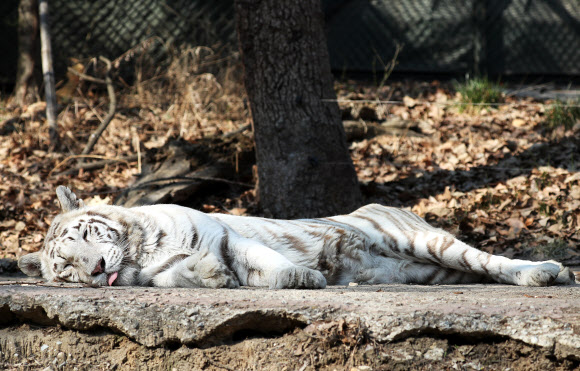백호의 낮잠