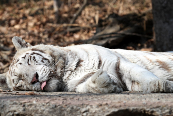 백호의 낮잠