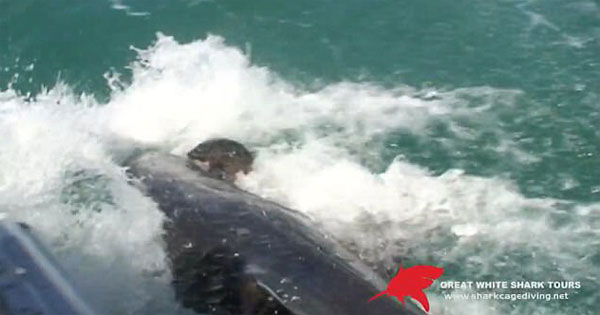 Great White Shark Tour