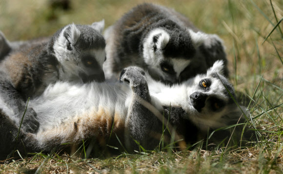여우원숭이들이 4일(현지시간) 조지아 트빌리시 동물원에서 즐거운 한때를 보내고 있다. EPA 연합뉴스
