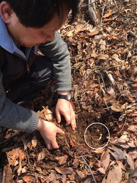 이성 서울 구로구청장이 지난 2일 경남 고성의 한 산에서 2년생 산삼묘(원 안)를 직접 심고 있다.