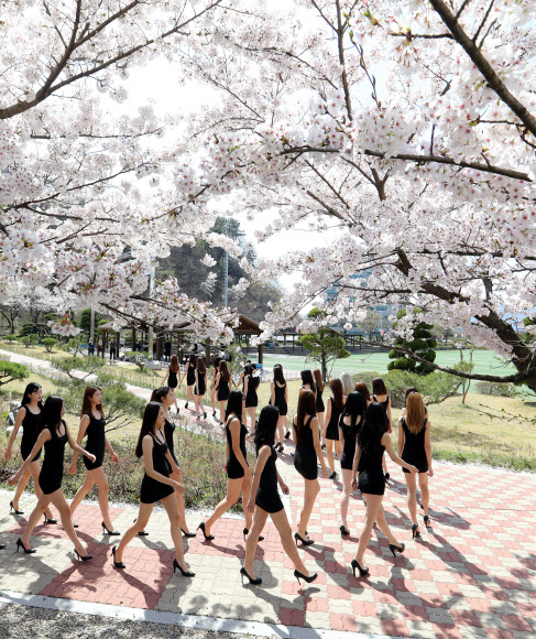 화창한 봄 날씨를 보인 10일 대전 대덕대학교 모델학과 학생들이 벚나무 아래서 워킹연습을 하고 있다.  연합뉴스