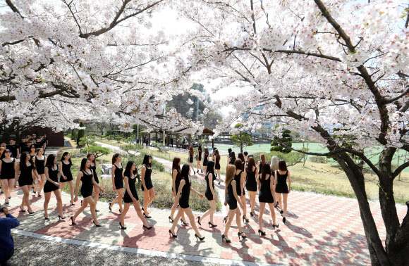 화창한 봄 날씨를 보인 10일 대전 대덕대학교 모델학과 학생들이 벚나무 아래서 워킹연습을 하고 있다.  연합뉴스