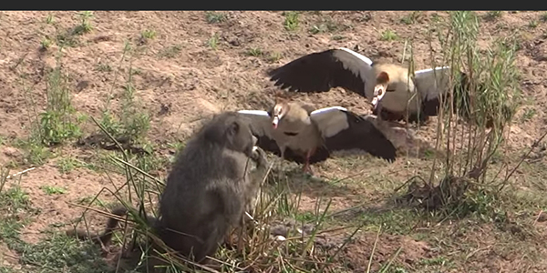 유튜브 영상 캡처