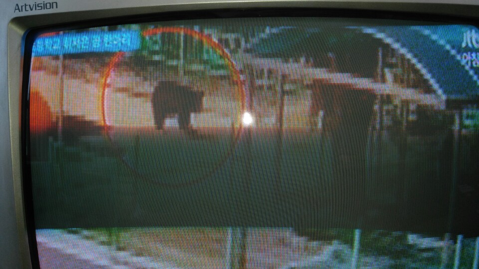 김포 대곶의 한 초등학교에 나타난 곰. JTBC 화면 제공
