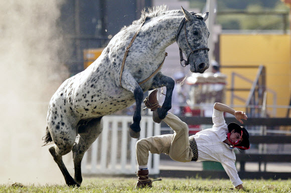 12일(현지시간) 우루과이 몬테비데오에서 열린 로데오 축제에서 한 남성이 야생마의 등에 올라타려다 떨어지고 있다. AP 연합뉴스