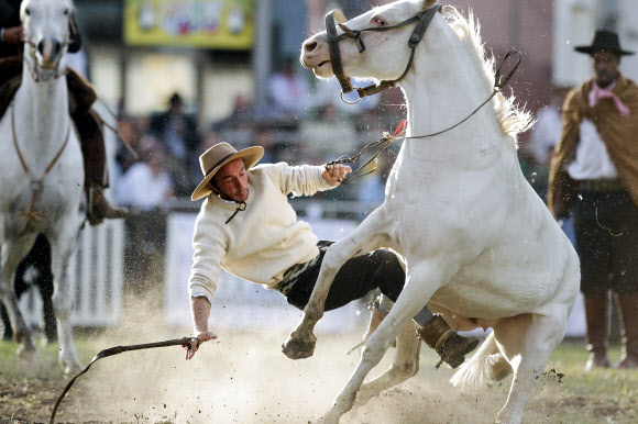 12일(현지시간) 우루과이 몬테비데오에서 열린 로데오 축제에서 한 남성이 야생마의 등에 올라타려다 떨어지고 있다. AP 연합뉴스