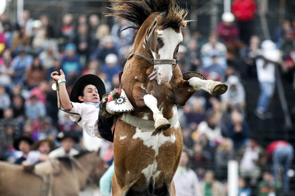 12일(현지시간) 우루과이 몬테비데오에서 열린 로데오 축제에서 한 남성이 야생마의 등에 올라타려다 떨어지고 있다. AP 연합뉴스