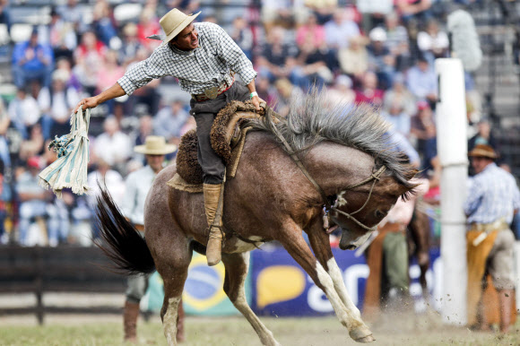12일(현지시간) 우루과이 몬테비데오에서 열린 로데오 축제에서 한 남성이 야생마의 등에 올라타고 있다. AP 연합뉴스