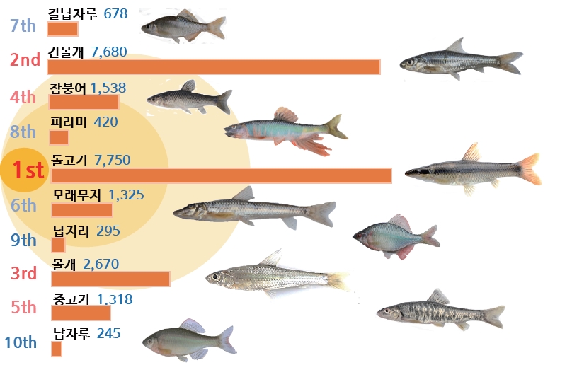 간흡충 유충이 많이 기생하는 민물고기(숫자는 유충 수). 질병관리본부 제공