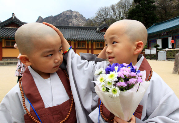 부처님 오신 날을 앞두고 대한불교조계종제3교구 본사 설악산 신흥사가 14일 마련한 동자승 단기출가 수계식에 참가한 불교유치원 어린이들이 삭발한 머리를 서로 만져보며 낯설어하고 있다.  연합뉴스