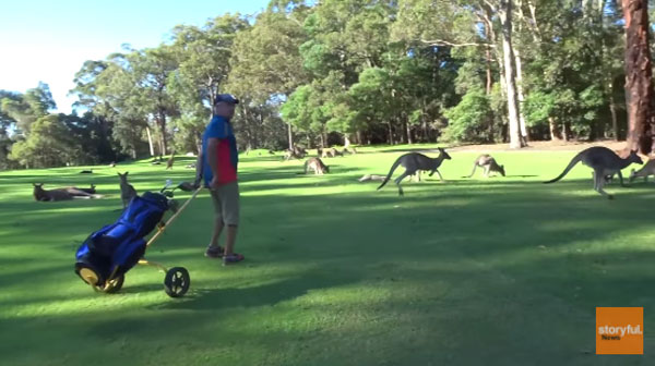 Storyful News youtube