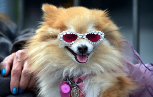 17일(현지시간) 헐리우드 명예의 거리에서 열린 게리 시나이즈의 헌액식에서 그의 애완견이 멋진 선글라스를 쓴 채 행사에 참석하고 있다.<br>AFP 연합뉴스
