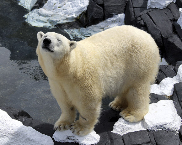 시름시름 앓다 죽은 북극 곰... 더운 날씨 탓?
