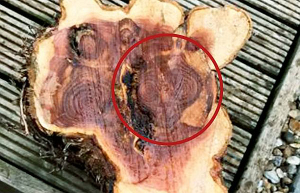 Kirsty Williams, Universal