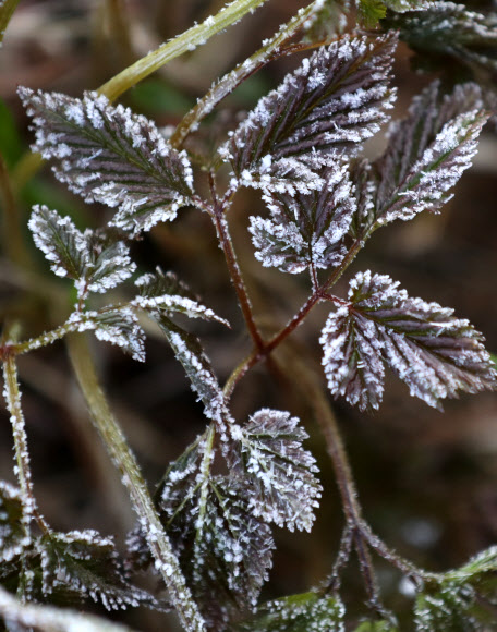 서리가 풀잎에 그린 그림