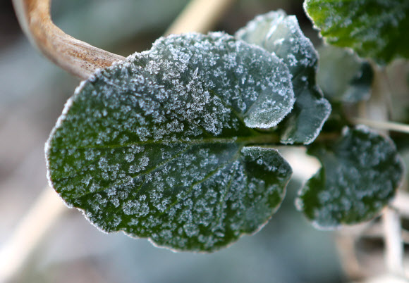 풀잎에 내려앉은 서리