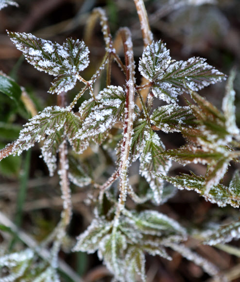 풀잎에 내려앉은 서리