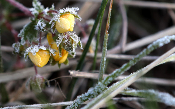 계절의 역주행 ’서리꽃’