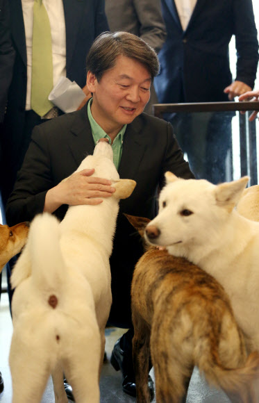 안철수 후보, 유기견과의 만남