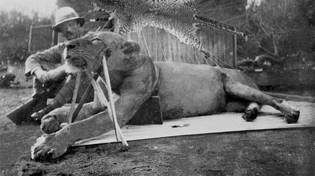 1898년 영국 군인 존 패터슨이 케냐에서 원주민들을 공포에 떨게 한 식인 사자를 사실한 뒤 찍은 사진. 미국 필드자연사박물관 사이언스 제공