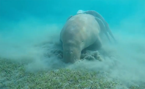 Red Sea Diving Safari youtube