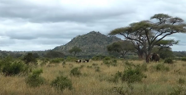 Bob, Joanne & Tatiana Scott youtube
