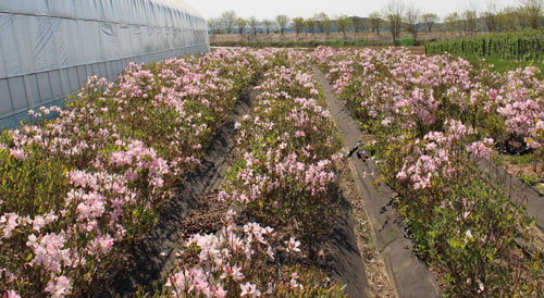 인공 증식 중인 소백산 철쭉.<br>영주시 제공