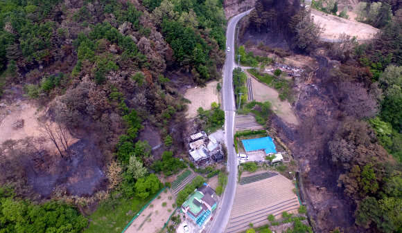 생명력 잃은 강릉산불 피해지