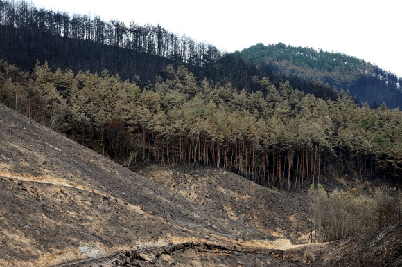 검게 타버린 소나무숲