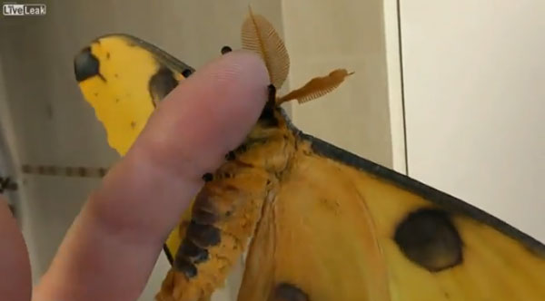 세상에서 가장 큰 나방뿐만 아니라 가장 아름다운 나방인 ‘마다가스칸 문 모스’(Madagascan Moon Moth)