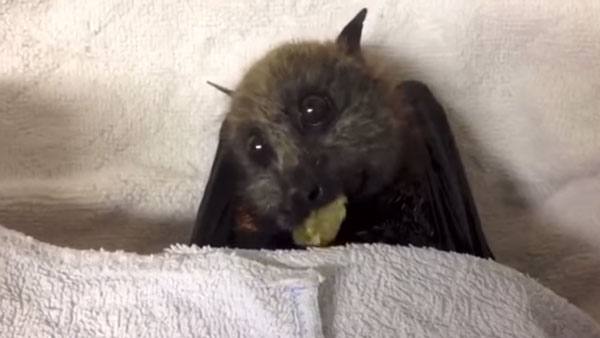 Storyful Rights Management