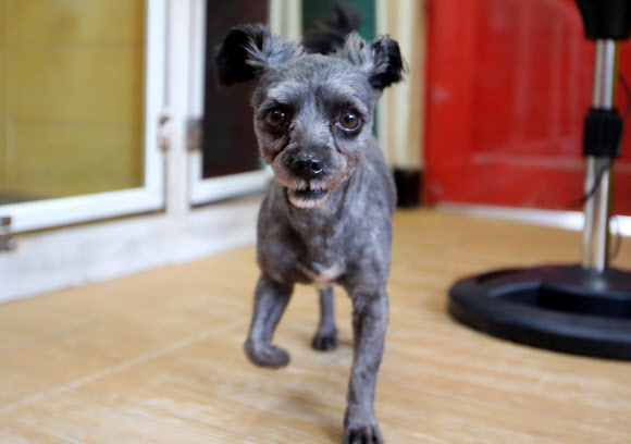 16일 문재인 대통령이 입양하기로 한 유기견 ’토리’가 서울 동대문구 전농동 동물보호 시민단체 케어(care) 답십리 입양센터에서 활발하게 움직이고 있다.  문 대통령은 후보시절 대통령에 당선되면 토리를 입양하기로 했었다. 청와대는 14일 ”토리의 입양 시기와 방법, 청와대 데려오는 일자를 논의 중”이라고 밝혔다.  연합뉴스