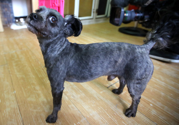 16일 문재인 대통령이 입양하기로 한 유기견 ’토리’가 서울 동대문구 전농동 동물보호 시민단체 케어(care) 답십리 입양센터에서 꼬리를 치며 놀고 있다. 문 대통령은 후보시절 대통령에 당선되면 토리를 입양하기로 했었다. 청와대는 14일 ”토리의 입양 시기와 방법, 청와대 데려오는 일자를 논의 중”이라고 밝혔다.   연합뉴스